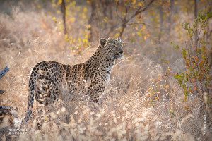 leopard in dry grass