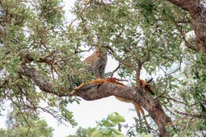 leopard in tree with kill