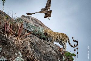 eagle owl attacks leopard on kopje in serengeti