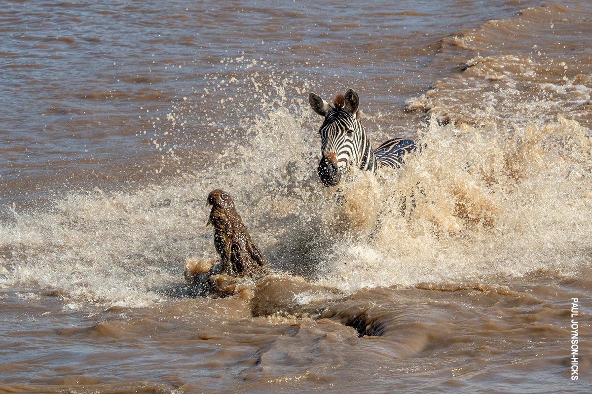 crocodile and zebra in mara river tanzania