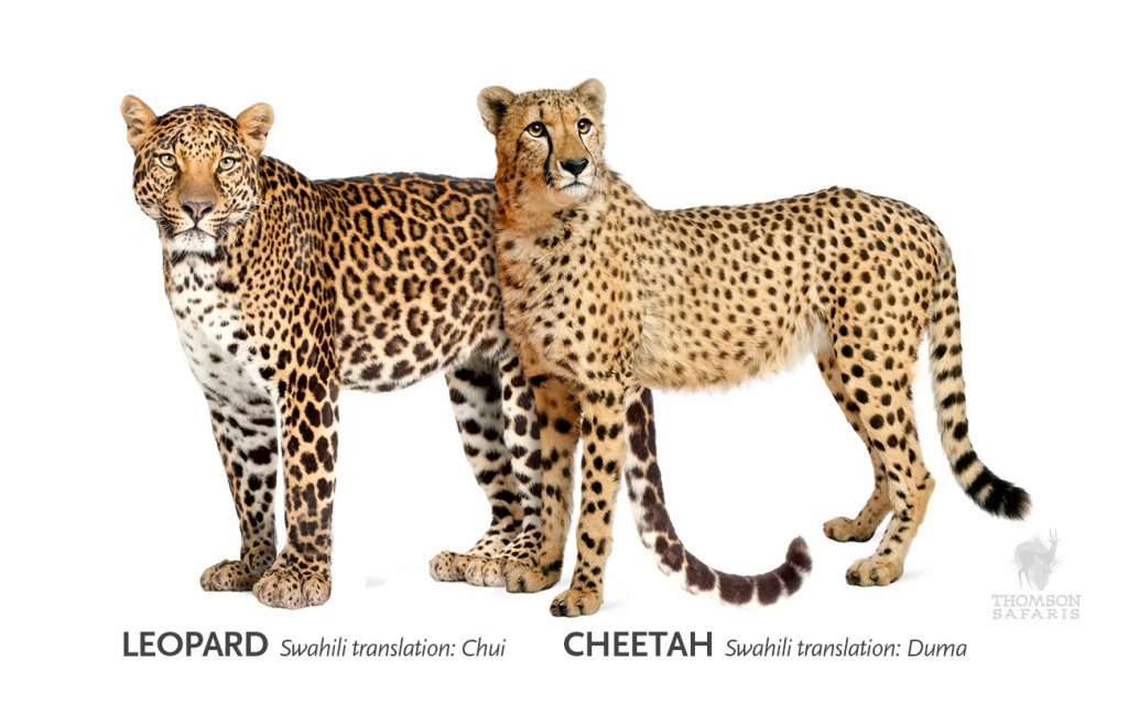 what-is-the-difference-cheetah-leopard-thomson-safaris