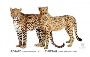 difference between a cheetah and a leopard