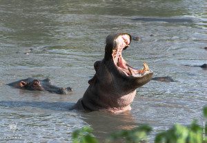 hippo brittany