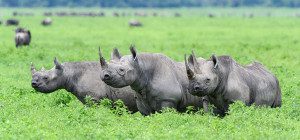 rhinos in ngorongoro crater