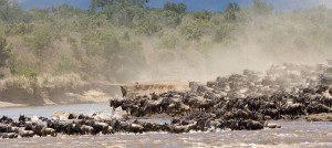 migration river crossing in tanzania