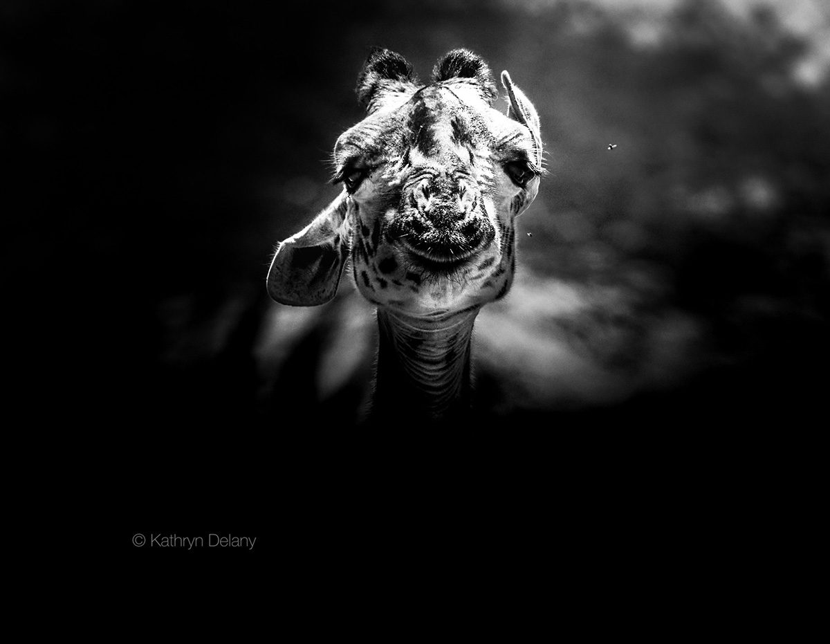 black and white giraffe photo
