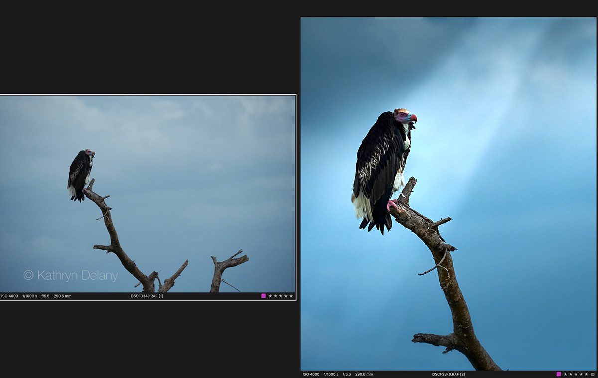 capture one photography editing before and after safari image