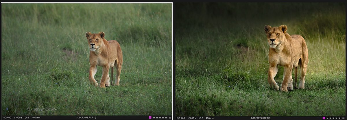 before and after photo editing of a lion on safari in tanzania
