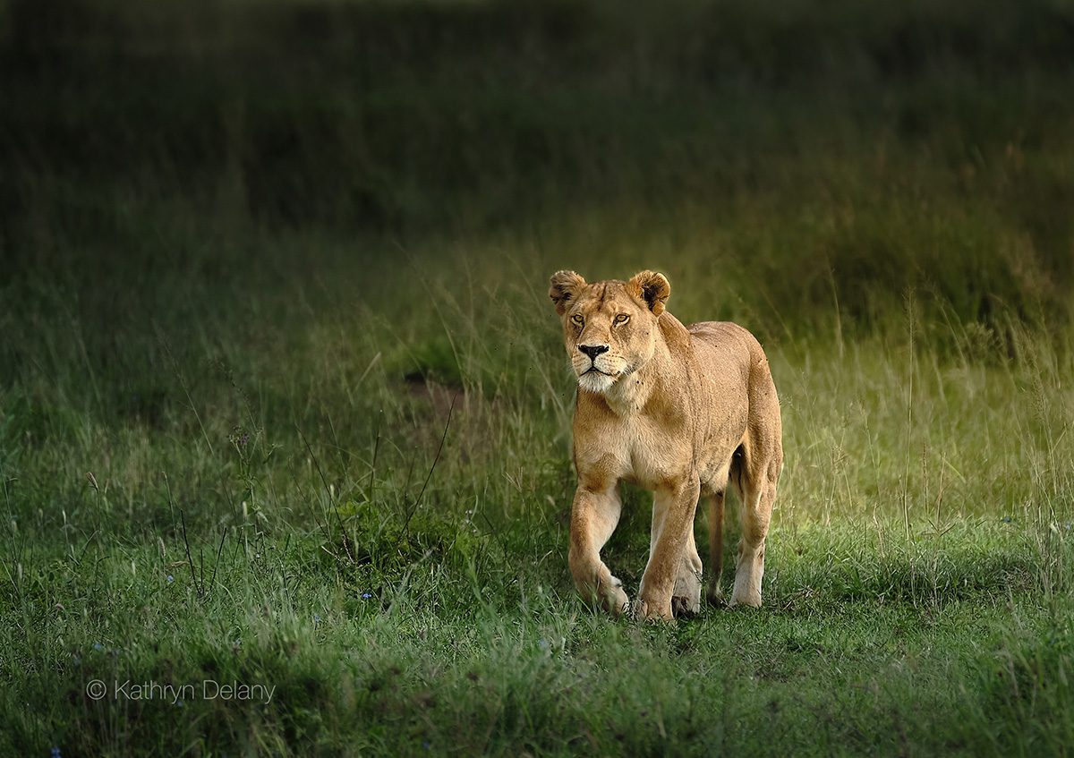 lion in grasses in tanzania