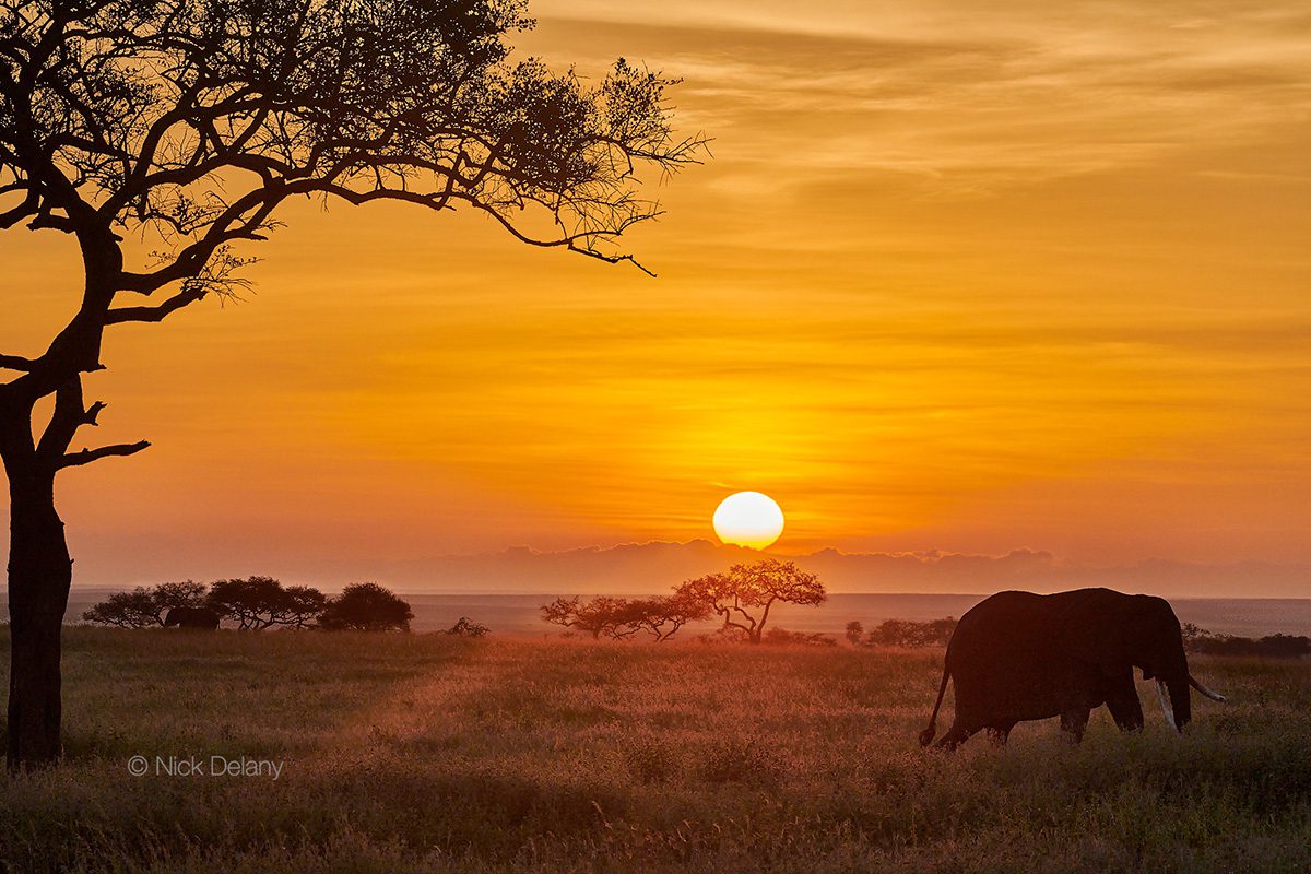 final edited image of elephant at sunset in serengeti