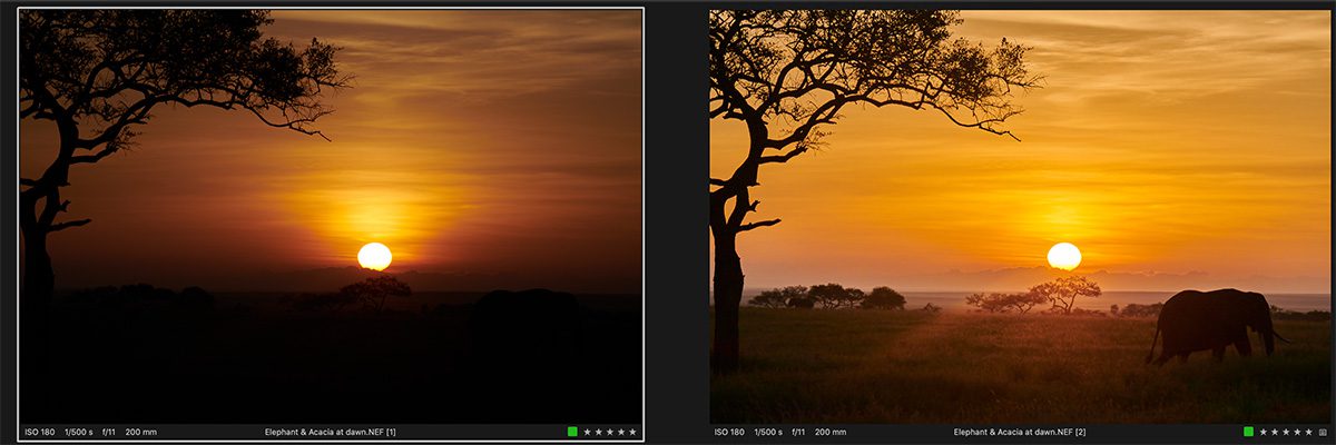 before and after photo editing of elephant on safari