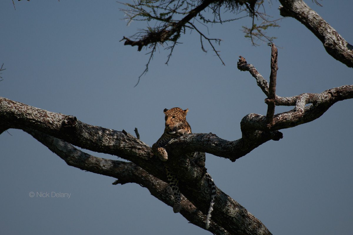 leopard in tree in serengeti tanzania