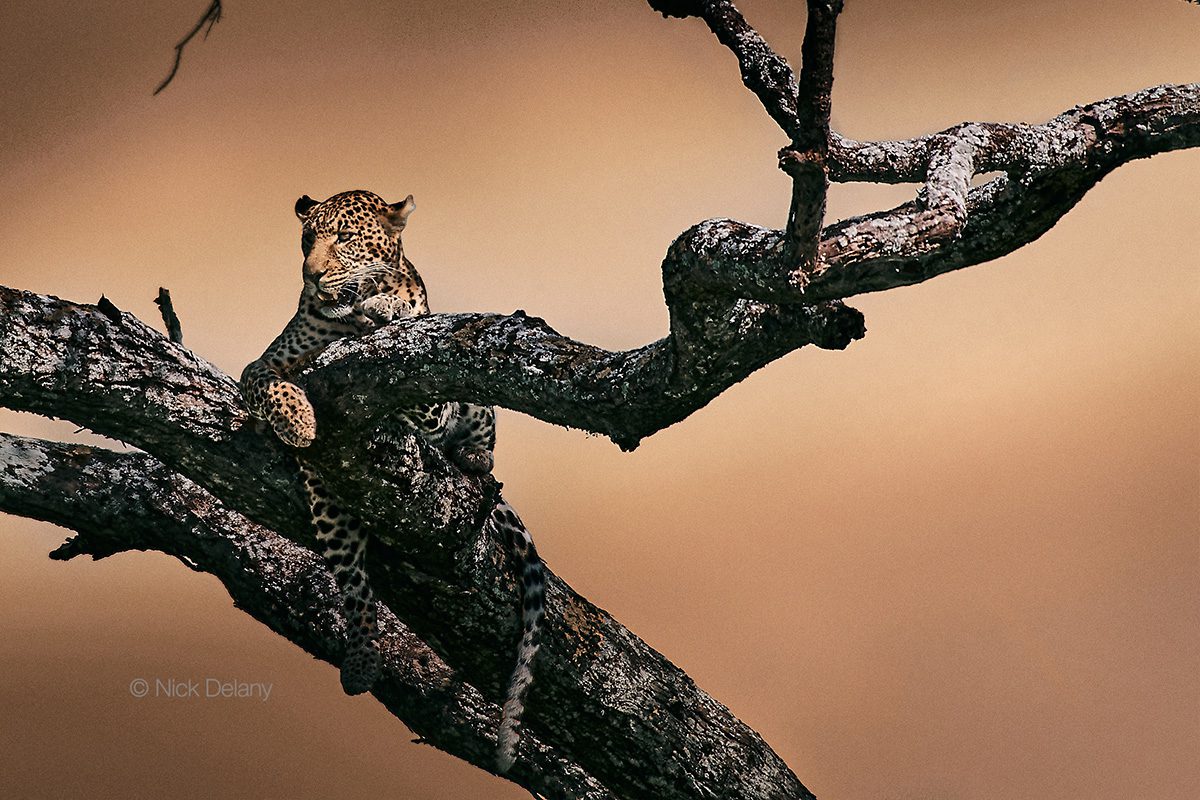 leopard in tree after post-processing work