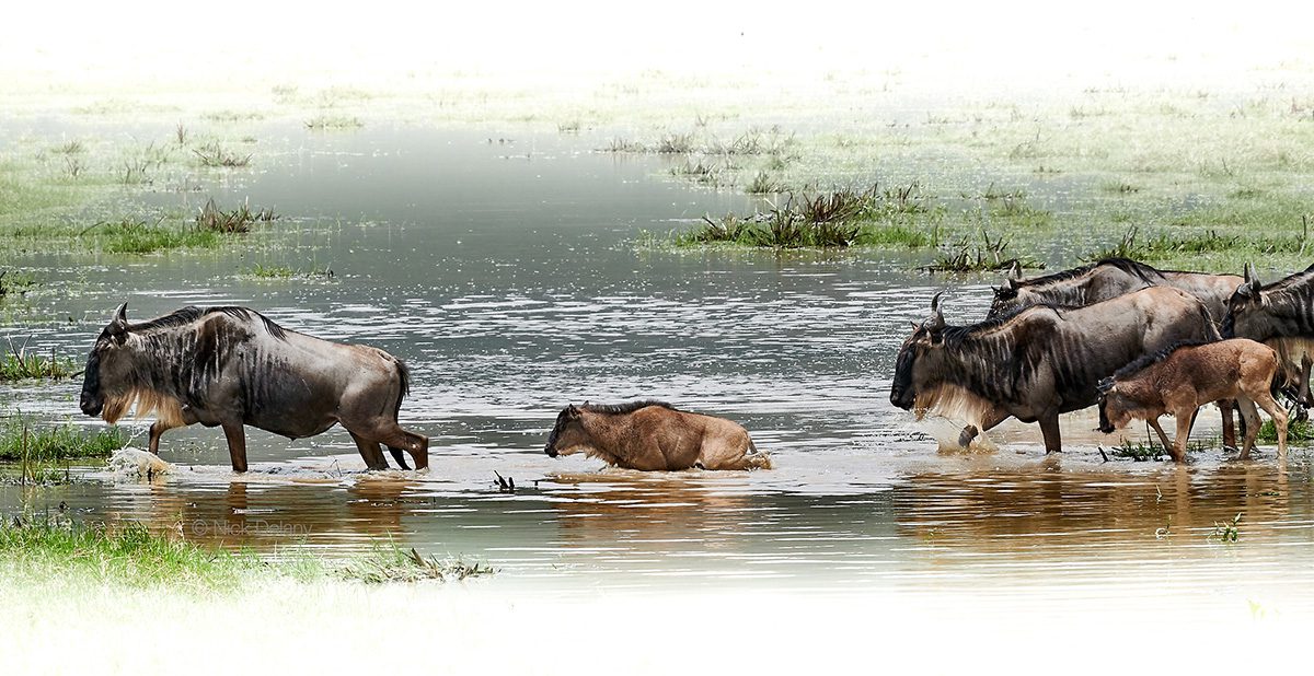 wildebeest crossing river after photo editing