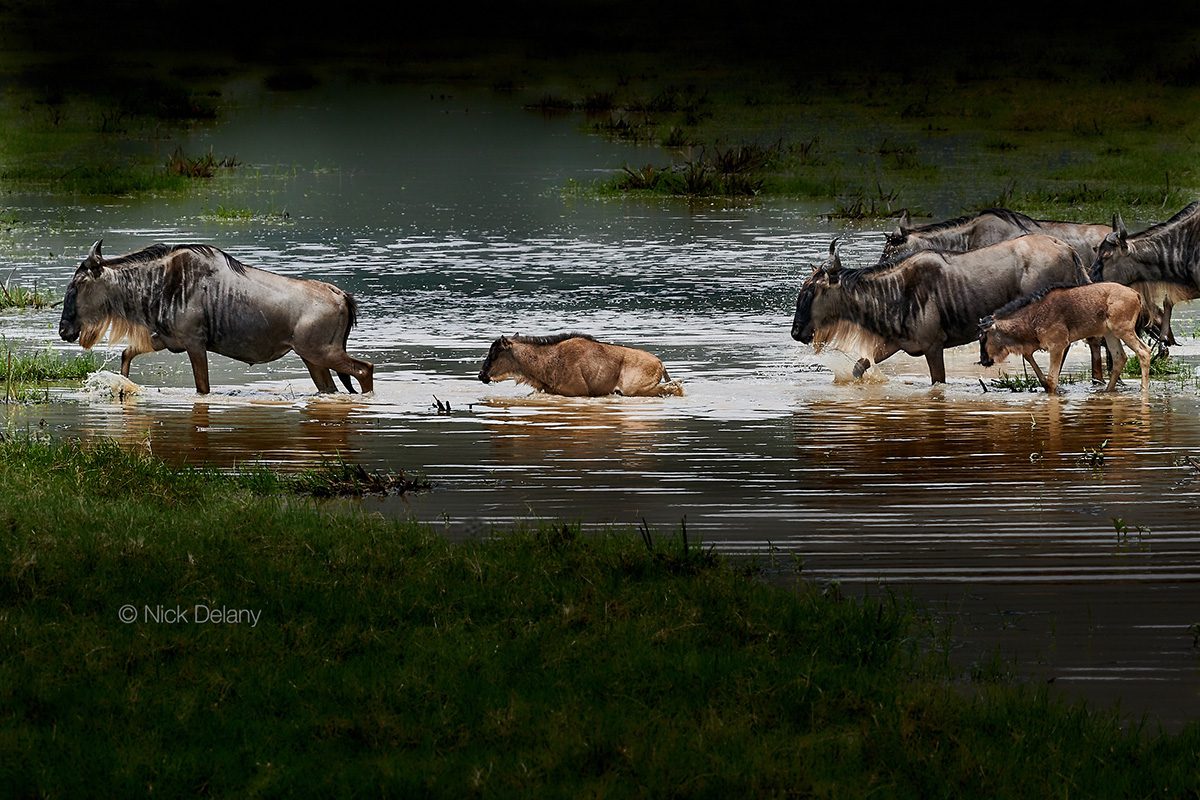 wildebeest crossing river image edited using capture one photo software