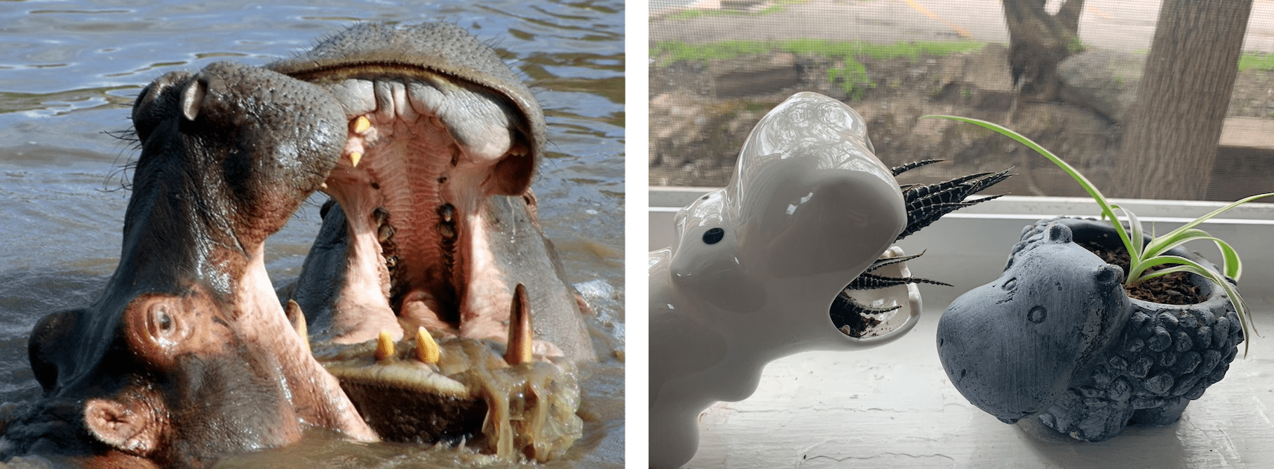 hippos in serengeti and hippos at home