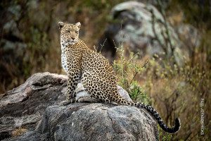 leopard in serengeti photo by paul joynson-hicks