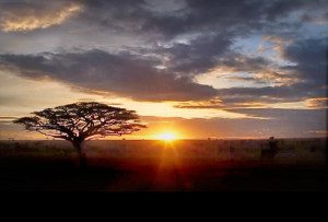 sunset in serengeti