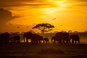 elephant herd in the serengeti at sunset