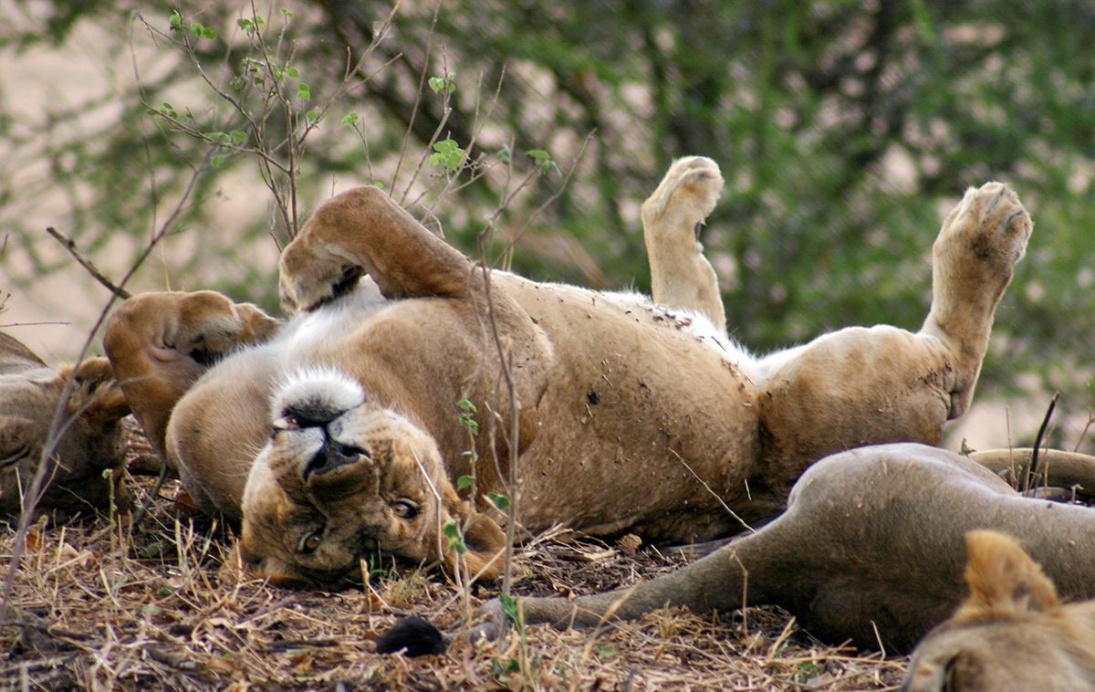 lioness in tarangire national park tanzania