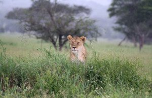 lion in bushes in ngorongoro