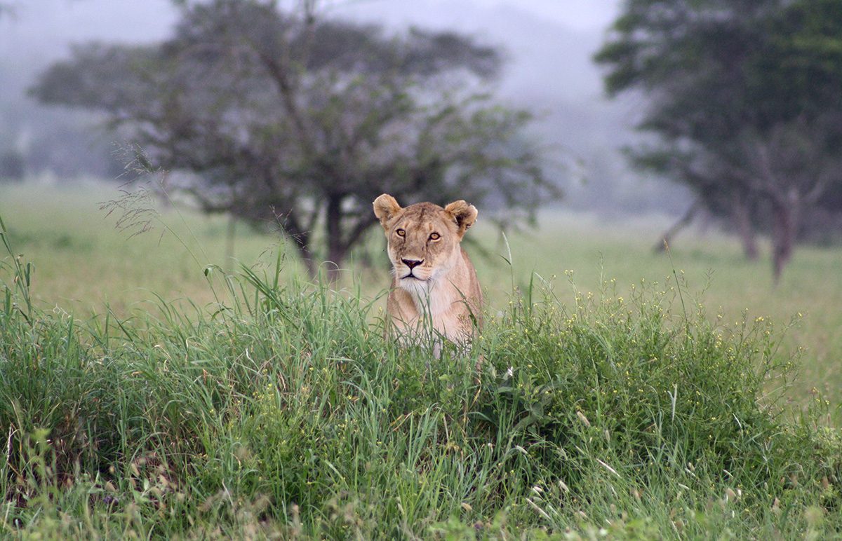 lion in grasses in tanzania
