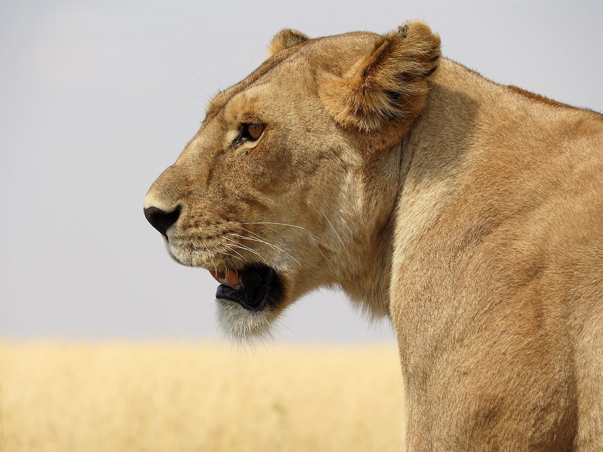 close up of lioness in serengeti 