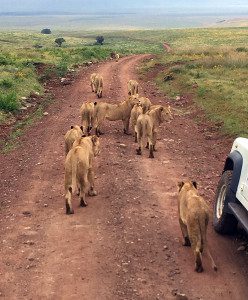 lion pride in ngorongoro crater