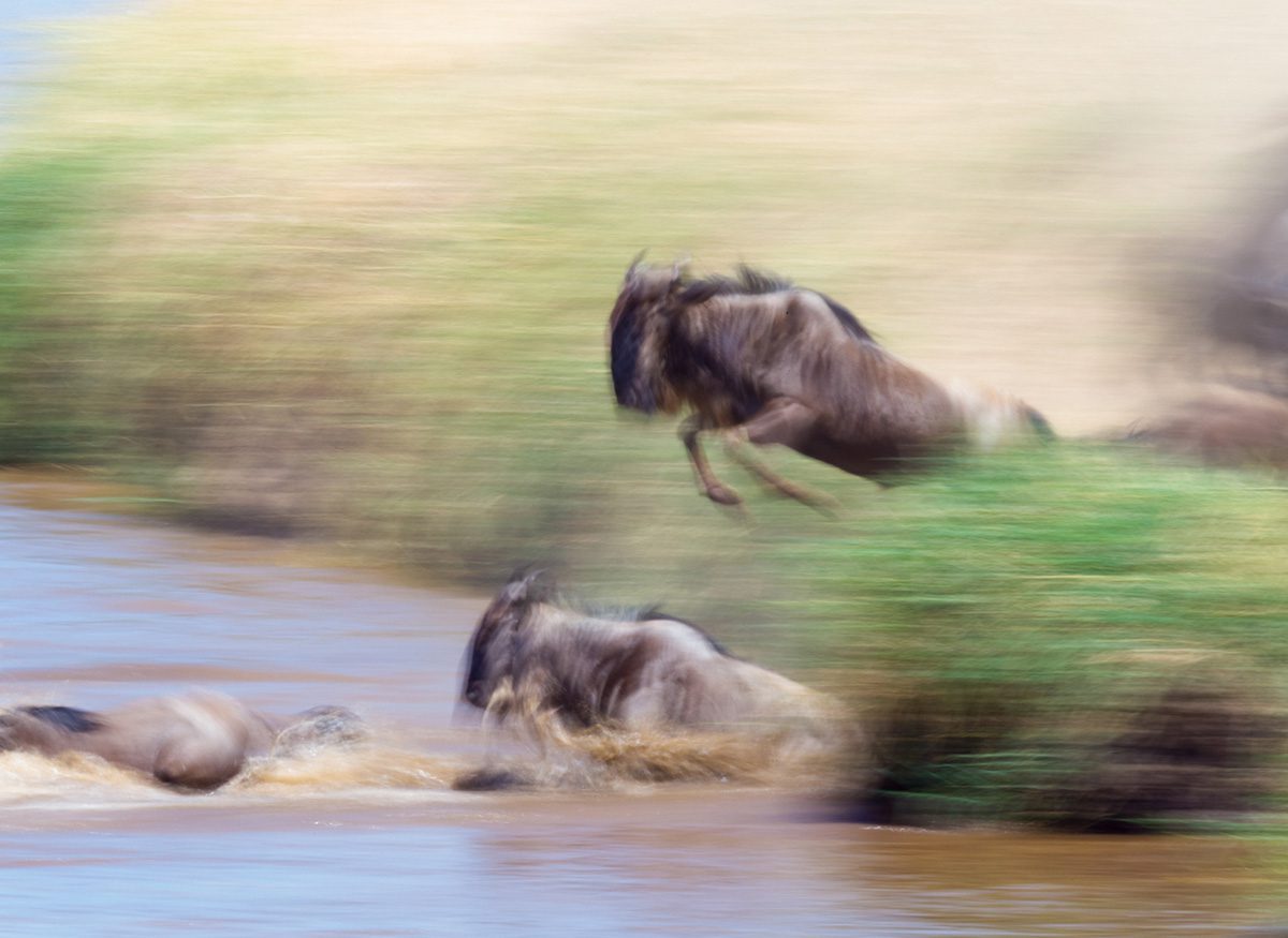motion blur of wildebeest crossing the mara river