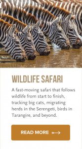 see tanzania wildlife on this popular safari