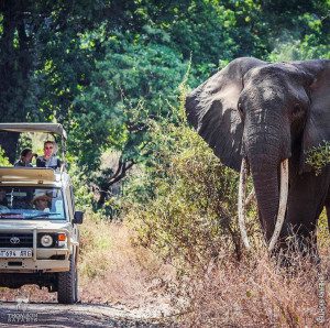 elephant towers over land rover in ngorongoro crater