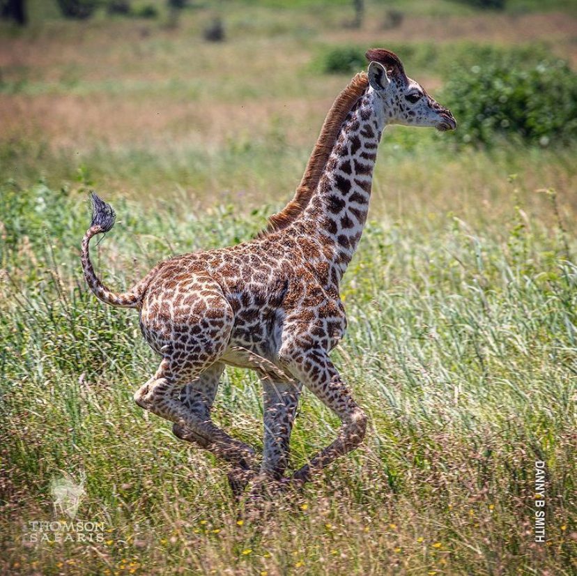 giraffe running in serengeti tanzania