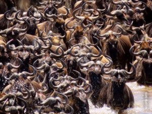wildebeest crossing mara river in tanzania