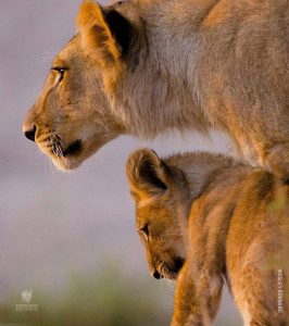 lion cub in serengeti tanzania