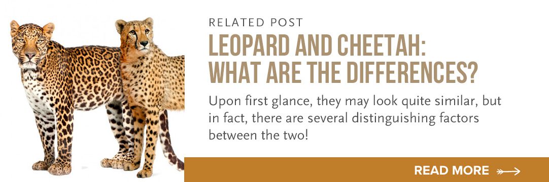 difference between cheetah and leopard