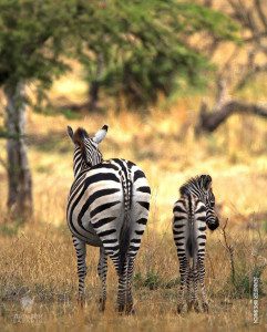 zebra and foal in serengeti