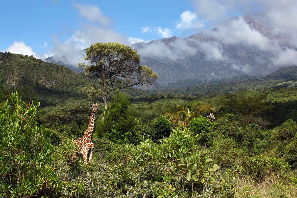 giraffes in arusha national park