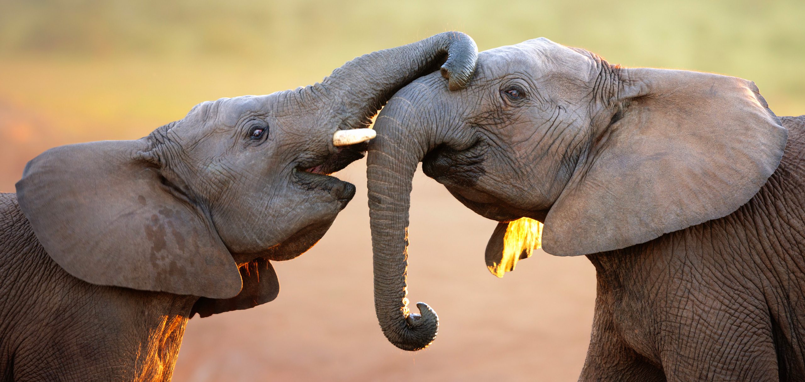 elephants playing in serengeti tanzania
