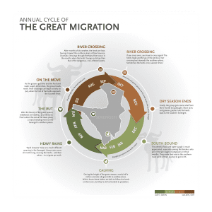 great migration cycle