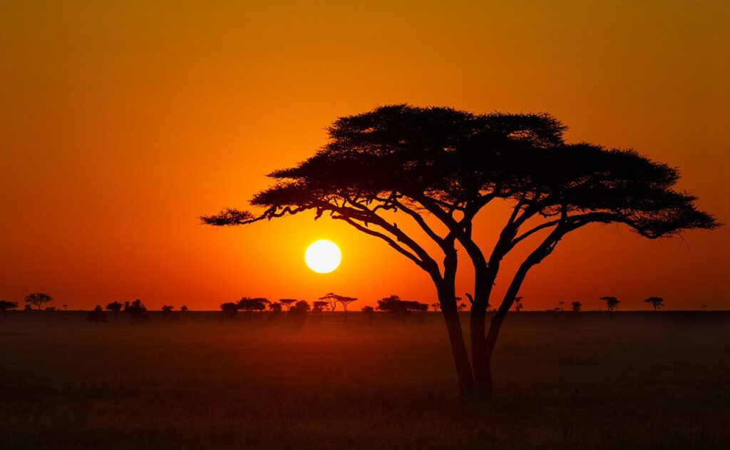 acacia-tree-sunset-serengeti - Thomson Safaris