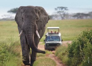 elephant on safari in tanzania