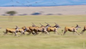 running eland