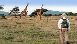 walking safari to giraffes