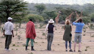 walking with giraffes on safari