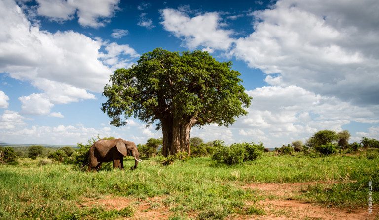 elephant in tarangire tanzania