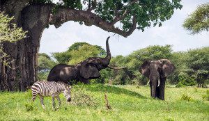 elephants and zebra in tarangire tanzania