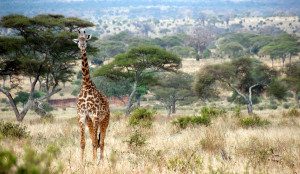 giraffe in tarangire national park