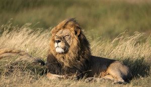 lion basking in sun in tanzania