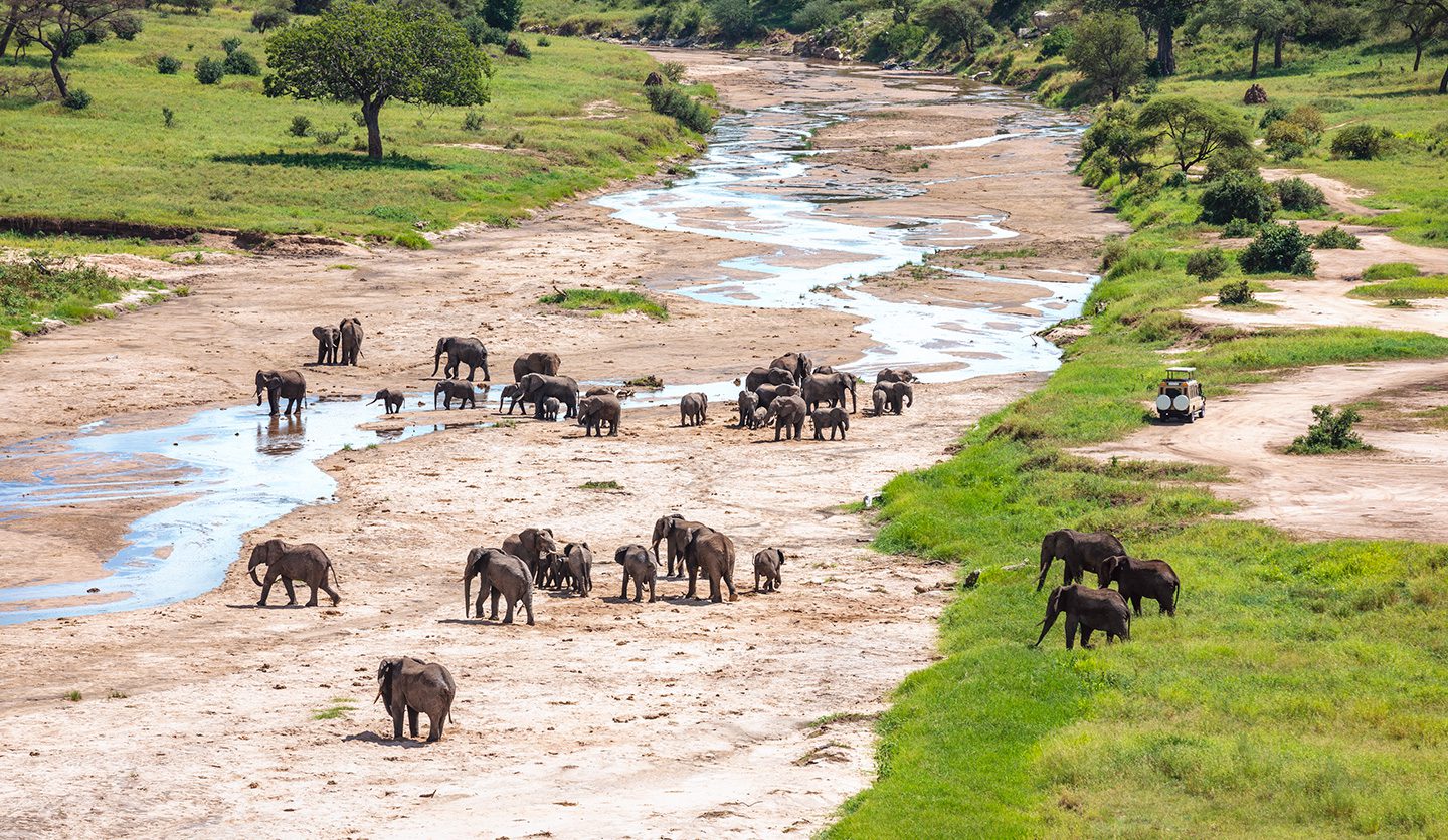 tarangire river with elephants