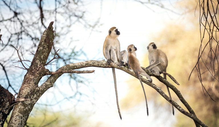 vervet monkeys in tree